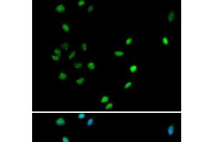 Immunofluorescence analysis of A549 cells using RUNX1 Polyclonal Antibody (RUNX1 antibody)