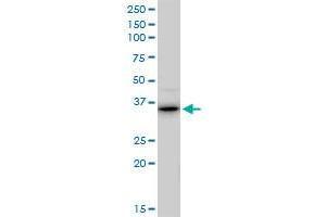 RALY MaxPab polyclonal antibody. (Raly antibody  (AA 1-307))