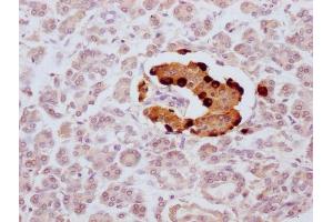 IHC image of ABIN7181328 diluted at 1:100 and staining in paraffin-embedded human pancreatic tissue performed on a Leica BondTM system. (Glucagon antibody)