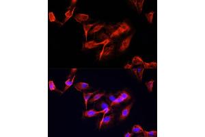 Immunofluorescence analysis of U-2 OS cells using CLUH Polyclonal Antibody  at dilution of 1:100 (40x lens). (CLUH antibody  (AA 1120-1309))