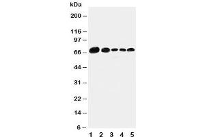 Western blot testing of Paxillin antibody and Lane 1:  293T (Paxillin antibody  (AA 456-472))