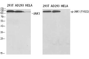 Western Blot analysis of 293T (1), AD293 (2), Hela (3), diluted at 1:500. (JAK1 antibody  (pTyr1022))