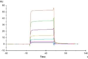 Surface Plasmon Resonance (SPR) image for NKG2C & CD94 protein (His-Avi Tag) (ABIN7275330)