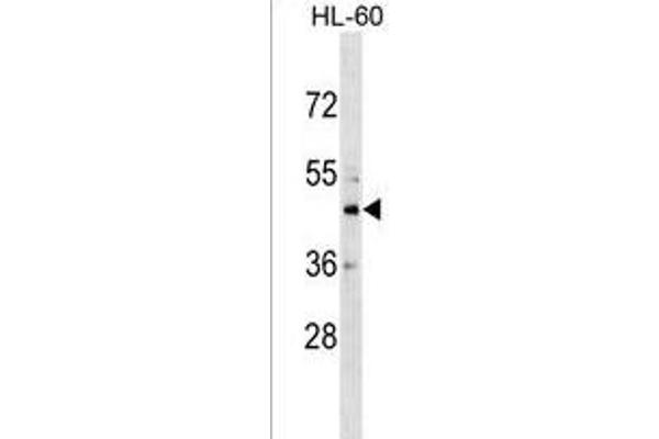 CHST10 antibody  (C-Term)