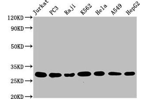 Recombinant GSTO1 抗体