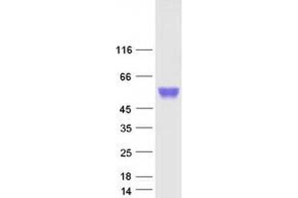 CTBS Protein (Myc-DYKDDDDK Tag)