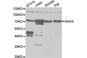 Western blot analysis of extracts of various cell lines, using GNAS antibody (ABIN5973229) at 1/1000 dilution. (GNAS antibody)