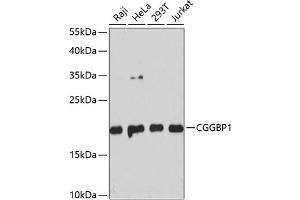 Western blot analysis of extracts of various cell lines, using CGGBP1 antibody  at 1:3000 dilution. (CGGBP1 antibody  (AA 1-167))