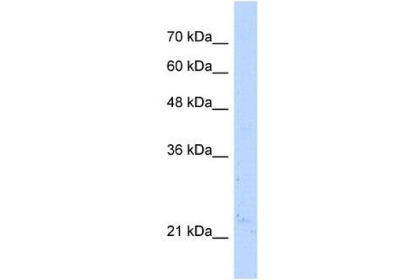 NUDT16L1 antibody