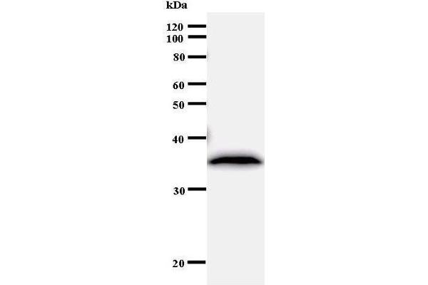 RPF2 antibody