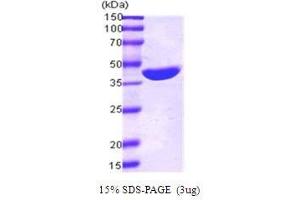 Maltose Binding Protein Protein (MBP) (AA 1-387)