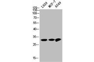 Western Blot analysis of L929 MCF7 A549 cells using NQO1 Polyclonal Antibody (NQO1 antibody  (C-Term))