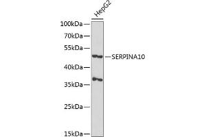 Western blot analysis of extracts of HepG2 cells, using SERPIN antibody  at 1:1000 dilution. (SERPINA10 antibody  (AA 165-444))