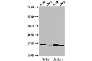 Western Blot Positive WB detected in: Hela cell acid extracts, Jurkat cell acid extracts All lanes: HIST1H3A antibody at 1 μg/mL Secondary Goat polyclonal to rabbit IgG at 1/50000 dilution Predicted band size: 16 kDa Observed band size: 16 kDa (HIST1H3A antibody  (meLys9))