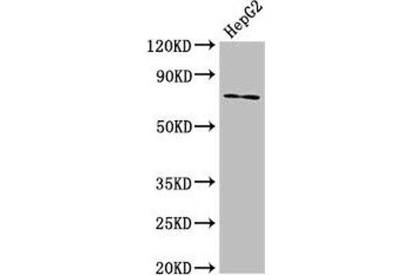 ABCG5 antibody  (AA 1-127)