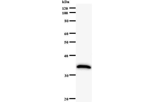 HIVEP1 antibody