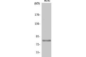 Western Blot analysis of various cells using HSL Polyclonal Antibody diluted at 1:1000. (LIPE antibody)