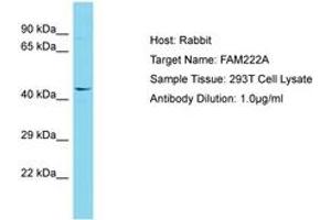 Image no. 1 for anti-Family with Sequence Similarity 222, Member A (FAM222A) (AA 93-142) antibody (ABIN6750709) (FAM222A antibody  (AA 93-142))