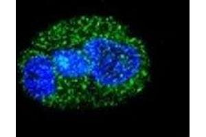 Confocal immunofluorescent analysis of HNF1A antibody with HepG2 cells followed by Alexa Fluor 488-conjugated goat anti-rabbit lgG (green). (HNF1A antibody  (AA 177-205))