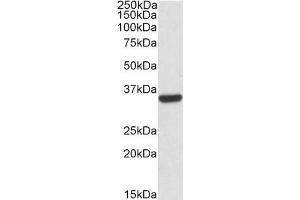 ABIN571041 (0. (CNN2 antibody  (Internal Region))