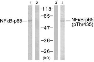 Western blot analysis of extracts from COS7 cells using NF-κB p65 (Ab-435) antibody (E021012, Line 1 and 2) and NF-κB p65 (phospho-Thr435) antibody (E011012, Line 3 and 4). (NF-kB p65 antibody)
