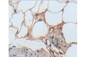 Used in DAB staining on fromalin fixed paraffin- embedded Kidney tissue (TLR5 antibody  (AA 325-644))