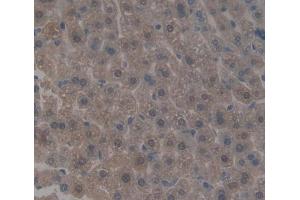 Used in DAB staining on fromalin fixed paraffin- embedded liver tissue (HCFC1 antibody  (AA 107-332))