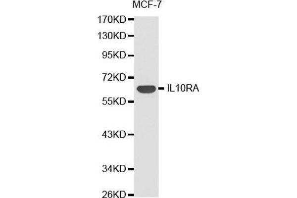 IL-10RA antibody  (AA 22-230)