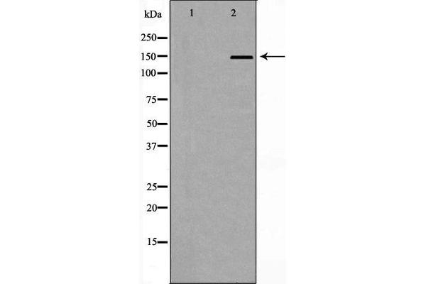 NFASC antibody  (C-Term)