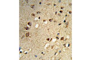 Formalin-fixed and paraffin-embedded human brain tissue reacted with NCOA7 Antibody (N-term), which was peroxidase-conjugated to the secondary antibody, followed by DAB staining. (NCOA7 antibody  (N-Term))