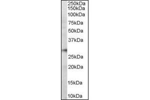 Image no. 2 for anti-Programmed Cell Death 1 (PDCD1) (Internal Region) antibody (ABIN374561) (PD-1 antibody  (Internal Region))