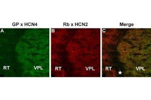 Multiplex staining of HCN4 and HCN2 in mouse thalamus - Immunohistochemical staining of mouse thalamus frozen section using Guinea pig Anti-HCN4 Antibody (ABIN7043283, ABIN7045364 and ABIN7045365) and rabbit Anti-HCN2 Antibody (ABIN7043279, ABIN7044940 and ABIN7044941). (HCN4 antibody  (Intracellular, N-Term))