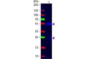 Western Blot of Mouse anti-Goat IgG Fluorescein Conjugated Secondary Antibody. (Mouse anti-Goat IgG (Heavy & Light Chain) Antibody (FITC) - Preadsorbed)