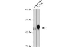 Western blot analysis of extracts of various cell lines, using CD34 antibody (ABIN7266187) at 1:500 dilution. (CD34 antibody)