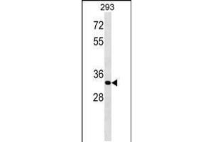 Western blot analysis in 293 cell line lysates (35ug/lane). (ELOVL4 antibody  (C-Term))