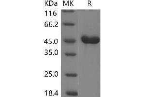 REG2 Protein (Fc Tag)