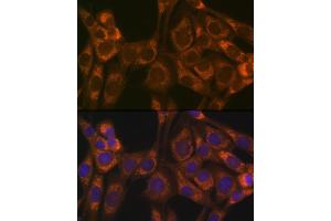Immunofluorescence analysis of NIH-3T3 cells using Thioredoxin 2 (Trx2/TXN2) (Trx2/TXN2) Rabbit mAb (ABIN1679919, ABIN3018909, ABIN3018910 and ABIN7101688) at dilution of 1:100 (40x lens). (TXN2 antibody)