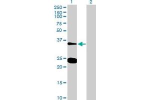 Western Blot analysis of NXPH3 expression in transfected 293T cell line by NXPH3 MaxPab polyclonal antibody. (NXPH3 antibody  (AA 1-252))