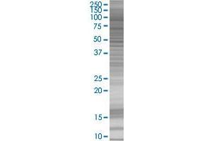 FAP transfected lysate. (FAP 293T Cell Transient Overexpression Lysate(Denatured))