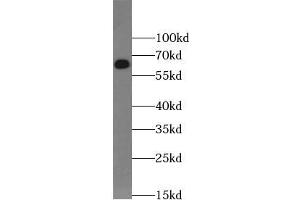 WB analysis of mouse liver tissue subjected to SDS-PAGE, using LBP antibody (1/1000 dilution). (LBP antibody)