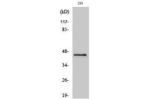 Western Blotting (WB) image for anti-Pentraxin 3 (PTX3) (N-Term) antibody (ABIN3186600) (PTX3 antibody  (N-Term))