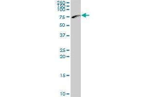 NEFL MaxPab polyclonal antibody. (NEFL antibody  (AA 1-543))