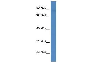 Western Blot showing FLYWCH1 antibody used at a concentration of 1. (FLYWCH1 antibody  (Middle Region))