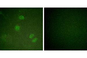 Peptide - +Immunofluorescence analysis of HeLa cells, using ETS Domain Protein Elk-3 antibody. (ELK3 antibody  (Internal Region))