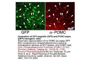 Generation of NPY-sapphire (GFP) and POMC-topaz (GFP) transgenic mice Schematic representation of the POMC tau-topaz GFP BAC construct and immunohistochemistry showing colocallzatlon (arrows) of GFP (green), and POMC (red) [Anti- Prcuiomelanocortin Precursor (POMC) (27-52) (Porcine) Antibody, , 1:200l in the Arc. (POMC antibody  (Precursor))