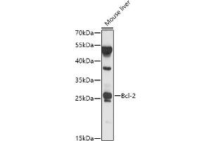 Western blot analysis of extracts of Mouse liver, using Bcl-2 antibody (ABIN7265812) at 1:1000 dilution. (Bcl-2 antibody  (AA 1-100))