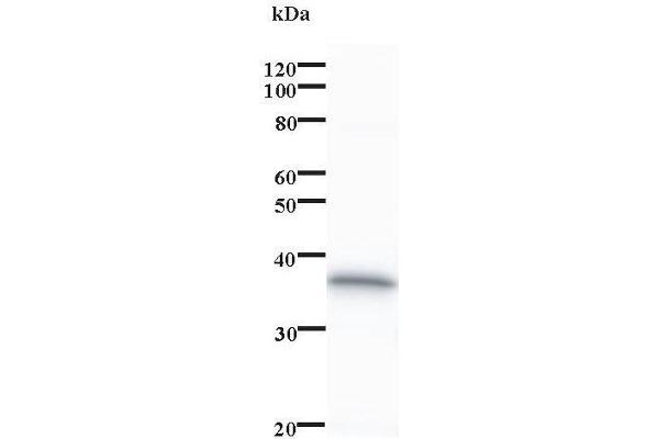 PDCD11 antibody