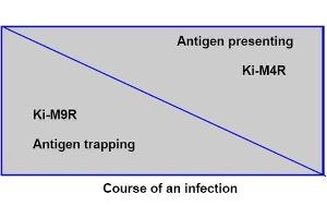 During the course of an infection the number of antigen trapping cells decreases while the (Follicular Dendritic Cells antibody)