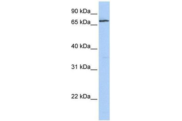 ZNF548 antibody  (N-Term)