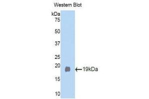 Western Blotting (WB) image for anti-Klotho beta (KLB) (AA 380-506) antibody (ABIN1859546) (Klotho beta antibody  (AA 380-506))